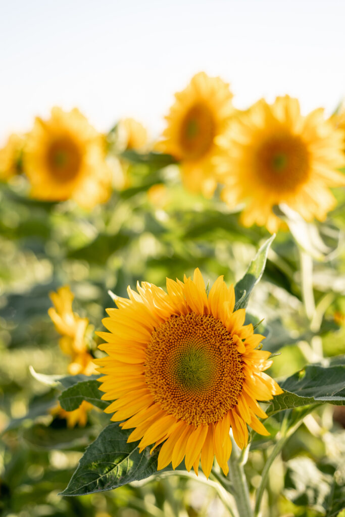 Sunflowers at college Station flower farm